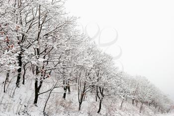 Beautiful landscape of winter forest