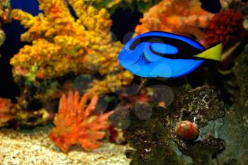 Beautiful fish near corals in the deep sea