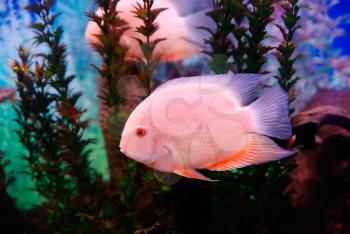 Beautiful pink fish in the deep sea