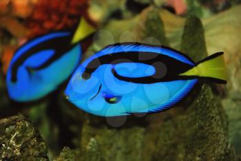 Beautiful blue fish near the corals in the deep sea
