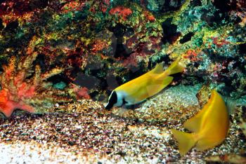 Beautiful fish near corals in the deep sea