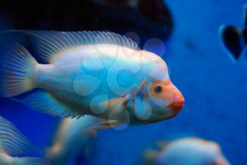 Beautiful tropical fish in the deep sea