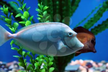 Beautiful tropical fish in the deep sea