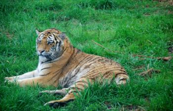 Beautiful wild tiger on the grass in forest