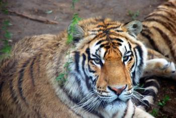 Big and beautiful tiger looking to camera