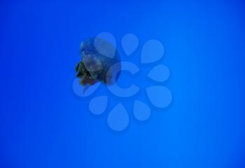 Solitary jellyfish in blue sea as a concept of wildlife