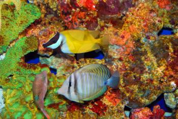 Tropical fishes near the colorful corals in deep sea