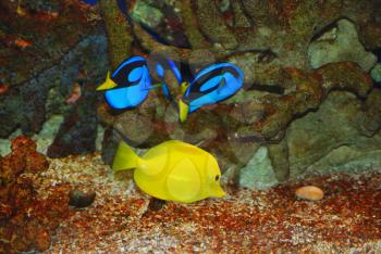 Yellow and blue tropical fishes in the deep sea