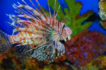 Beautiful lion fish in the deep sea