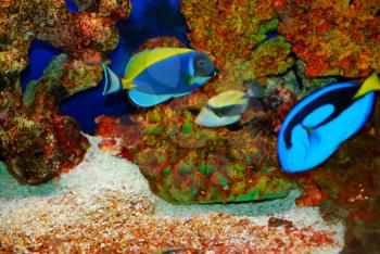 Colorful tropical fishes in the deep sea