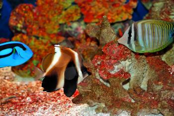 Tropical fishes near the colorful corals in deep sea