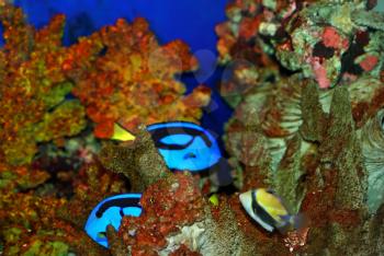 Tropical fishes near the corals in deep sea