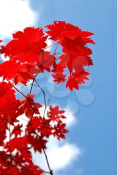 Red maple leaves on the blue sky background