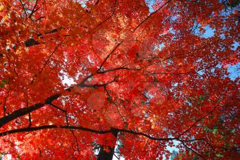 Red maple leaves on the forest background