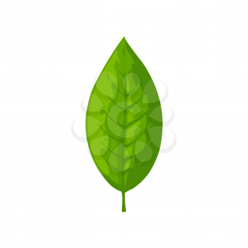 Tea leaf isolated fresh organic plant. Vector Indian or Ceylon, Chinese foliage sign, organic spring or summer herbal plant, medical herb icon. One leaf from tea plantation, hot drink ingredient