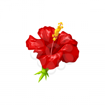 Hibiscus red blooming flower isolated herbal tea ingredient. Vector rose mallow, hardy rose of sharon, tropical hibiscus realistic design. Hibiscus rosa-sinensis ingredient of red hot drink