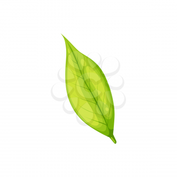 Green leaf isolated fresh organic plant. Vector one leaf from tea plantation, hot drink ingredient. Indian or Ceylon, Chinese foliage sign, organic spring or summer herbal plant, medical herb icon