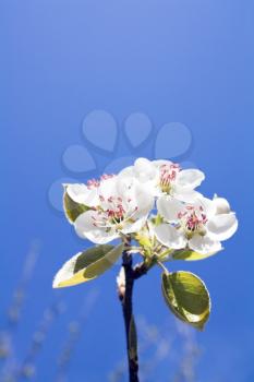 Royalty Free Photo of an Apricot Flower in Bloom