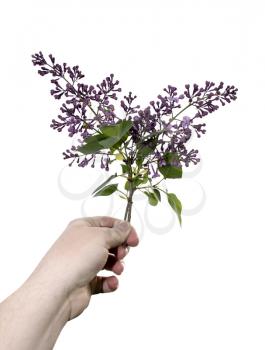 Violet lilacs in male hand isolated on white background