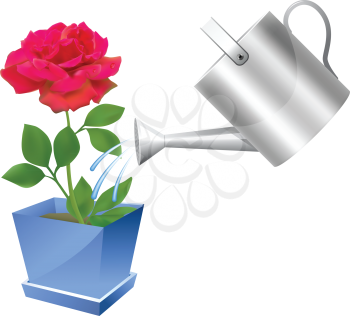 Royalty Free Clipart Image of a Watering Can and Potted Rose