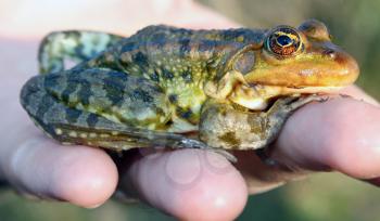Royalty Free Photo of a Frog in a Hand