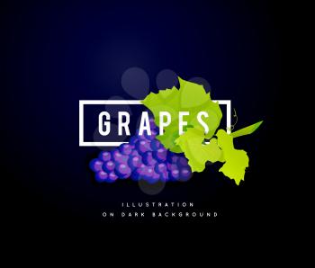 Grape branch with blue grapes on white background. Vector illustration on dark background
