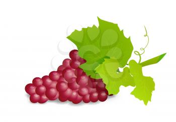 Grape branch with red grapes on white background. Vector illustration on white