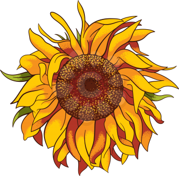 Vector illustration of Sunflower