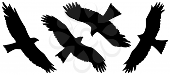 Eagle silhouettes isolated on white. Vector illustration