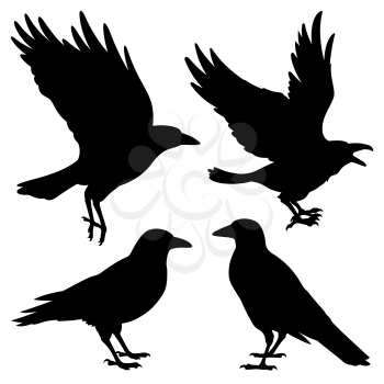 Set of silhouettes of black ravens. Vector black white illustration