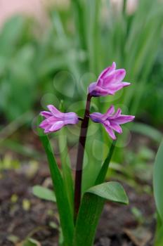 The first spring hyacinth flowers in the home garden