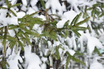 Beautiful branch of a Christmas tree under the fluffy snow