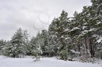 Beautiful pine forest in winter under the snow