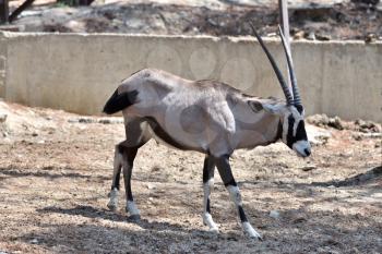 Beautiful Antilope Oryx in a special pen in the zoo of the city of Gelendzhik.