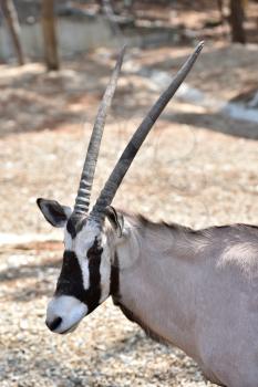 Beautiful Antilope Oryx in a special pen in the zoo of the city of Gelendzhik.