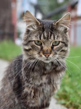 Portrait of a street shaggy cat. Portrait of a cat close-up.