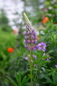 Beautiful and fresh lupine in the home garden.