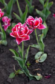 Beautiful red tulips in city garden close up