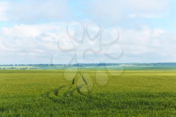 Traces from a passing car on the wheat field.