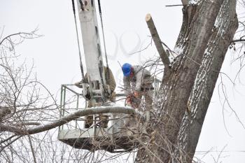 Two working men cut down a large tree in winter using a special rig machine.