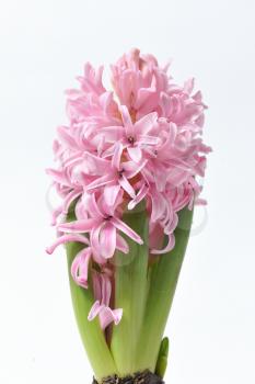 Beautiful and fresh hyacinth of pink color in a pot on a white background.