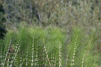 Beautiful and bright equisetum arvense, grows in a mountainous area in the vicinity of Gelendzhik