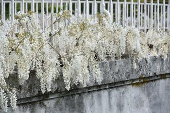 White wisteria grows along a bridge in a park in a European garden