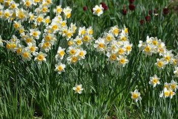 Many white daffodils in the spring garden under the sunlight