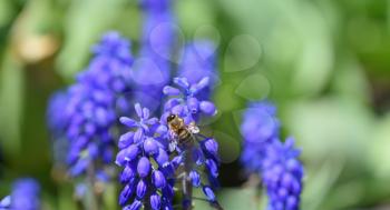 A close-up bee eats nectar on the blue muscari flowers, macro