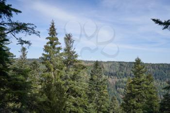 Coniferous forest in the mountains of Europe. Big spruce and sky