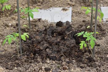 Young tomato sprouts and a heap of fertilizer with manure