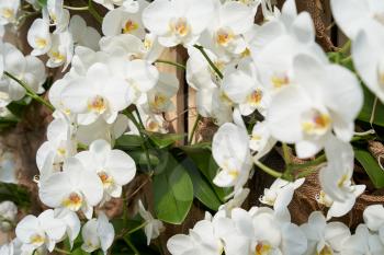 Branch with flowers of a white orchid close-up. The concept of aromas and beauty