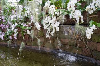 Small artificial waterfall in a pond of a botanical garden with white orchid flowers