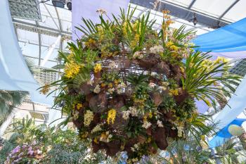 A large ball of different types of orchids hangs in the European botanical garden